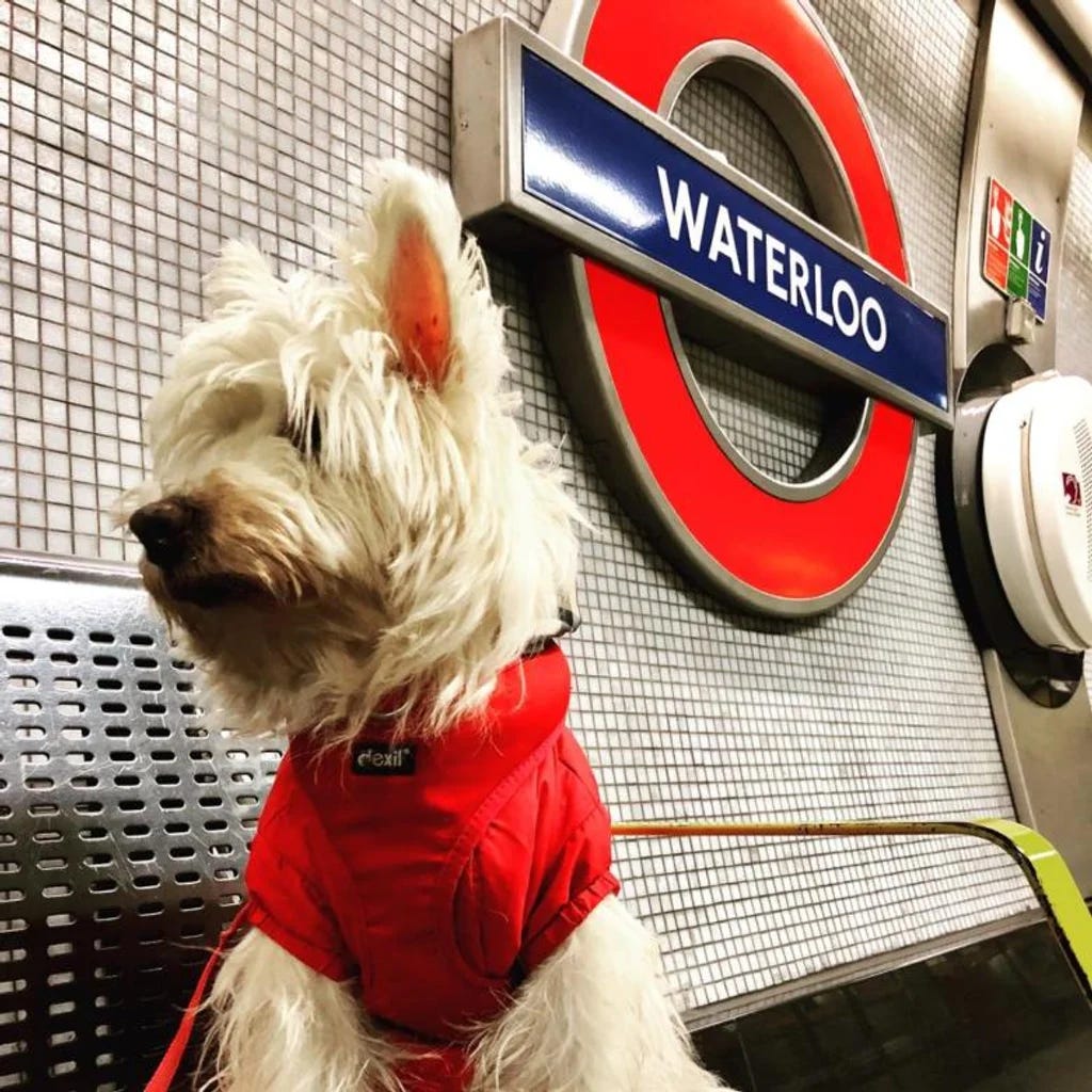 Top 5 most dog friendly cities in the world by Noorsulaimen May, 2023 Medium