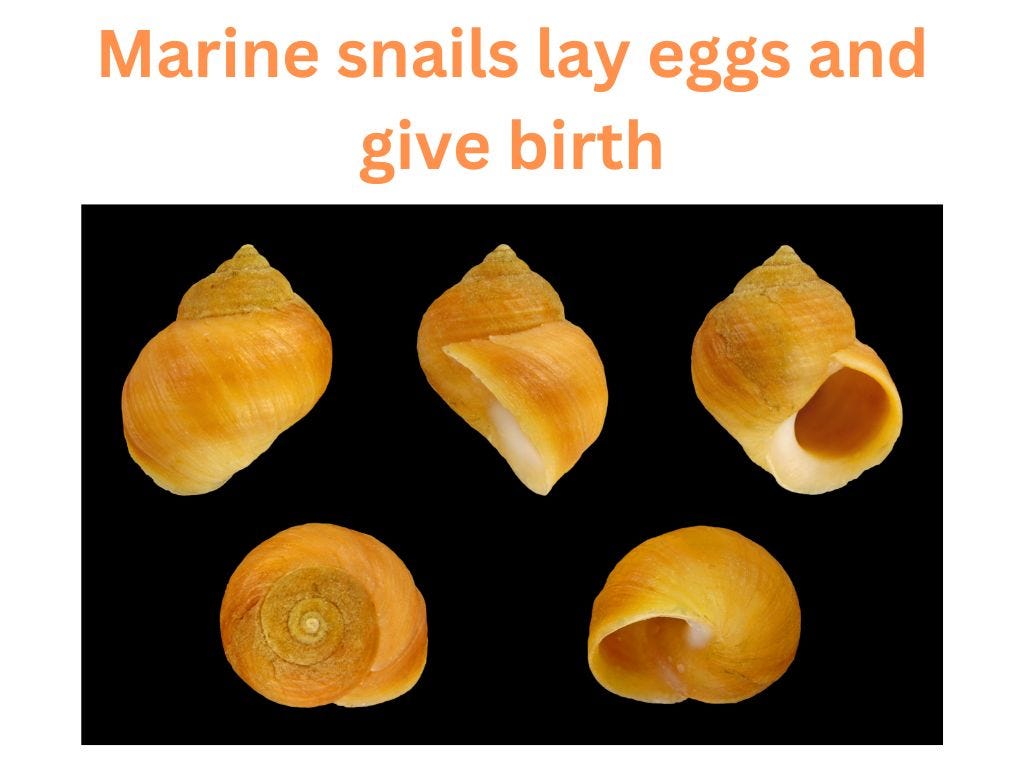 Marine snails lay eggs and give birth by Akash Upadhyay Jan, 2024