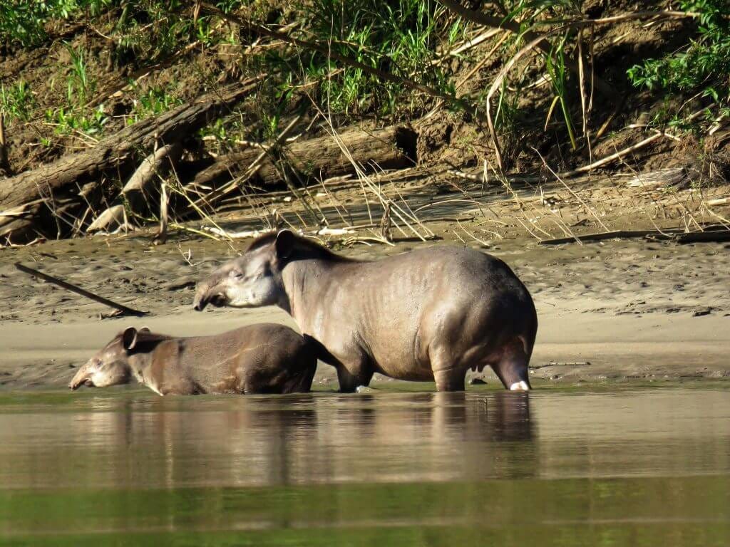 Explore the Amazon with Tree House Inn — Best Tambopata Jungle Tour 3 Days Experience