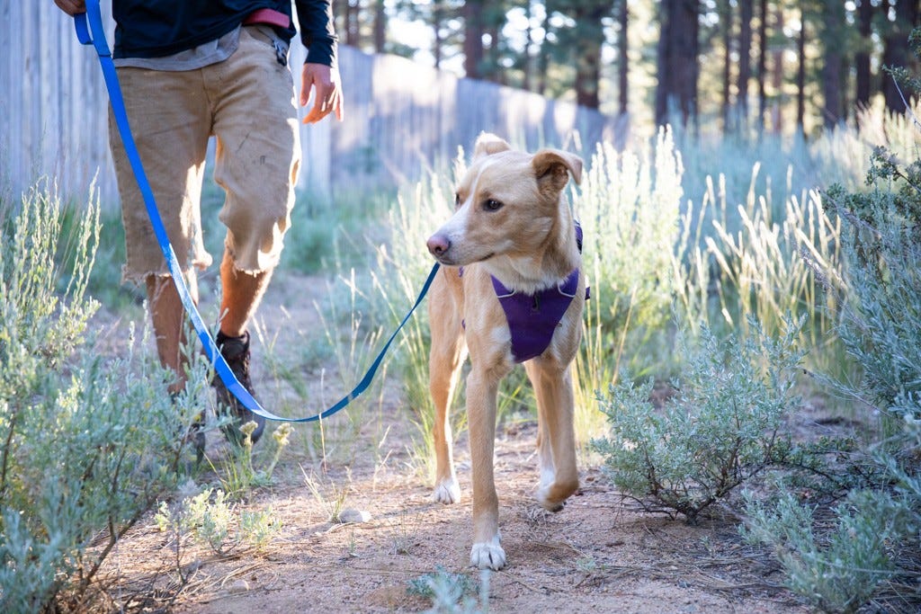 Exploring the Best Dog Leash Brands in Canada by Rocky Mountain Dog