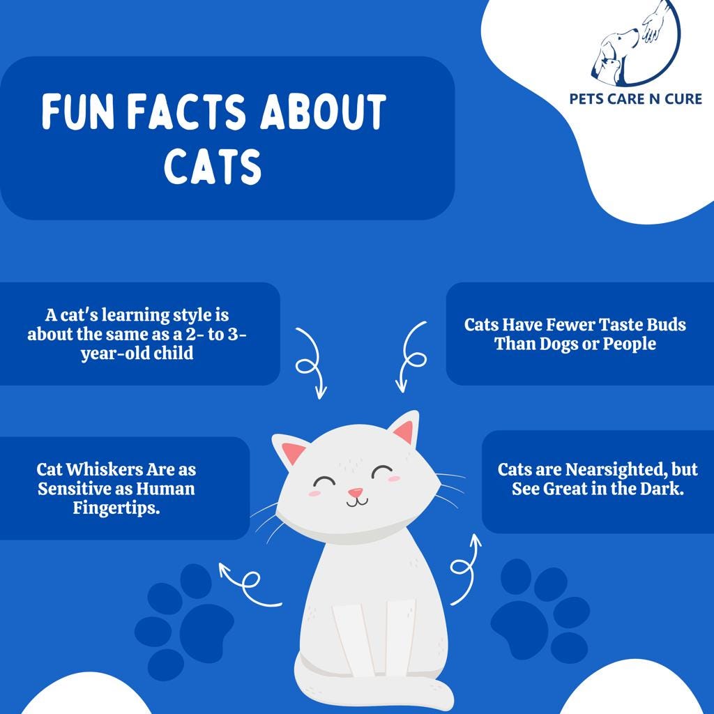 Basic facts about store cats