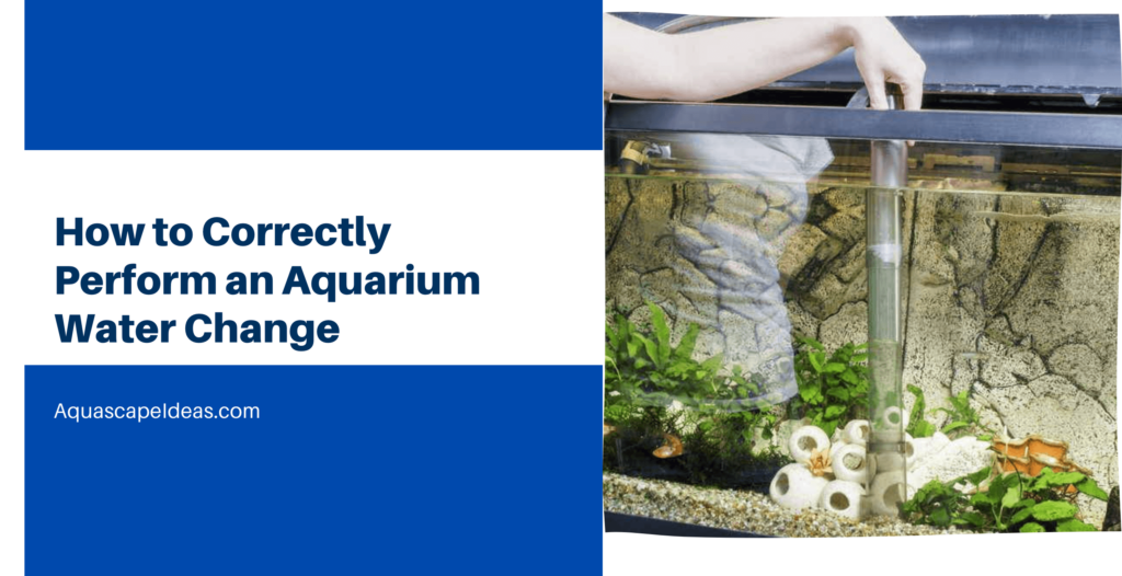 How to Correctly Perform an Aquarium Water Change — Aquascape Ideas