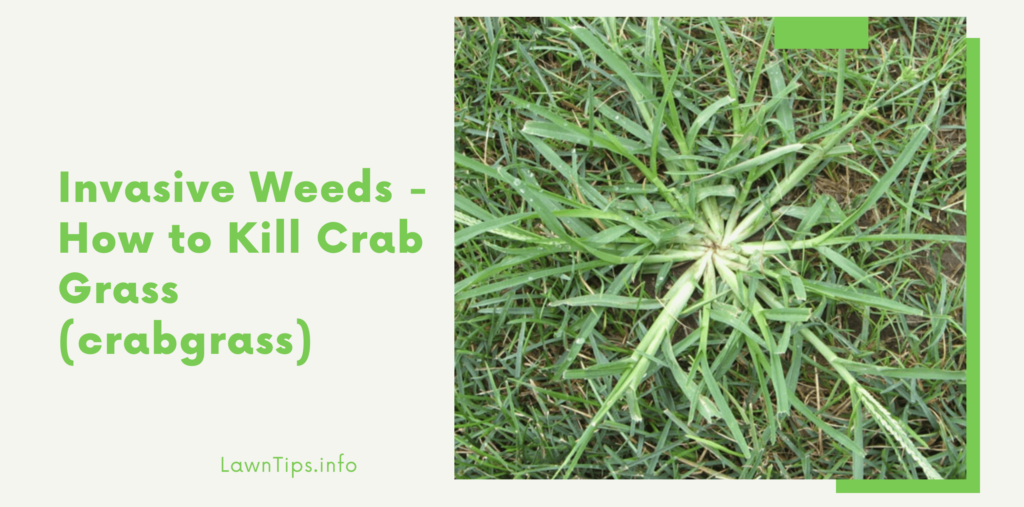 Invasive Weeds — How to Kill Crab Grass (crabgrass) - Lawn tips - Medium