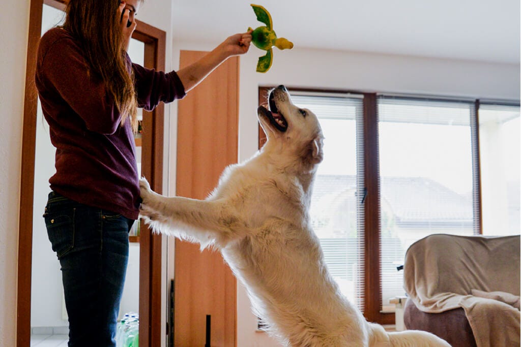 What To Do If Your Dog Keeps Jumping Up On House Guests by K9 Academy