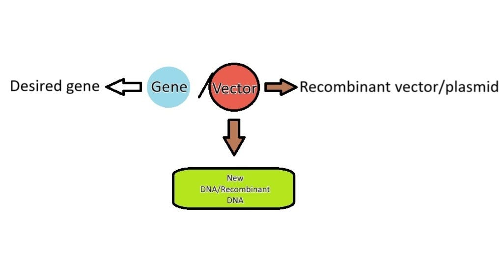 RECOMBINANT DNA TECHNOLOGY (RDT)