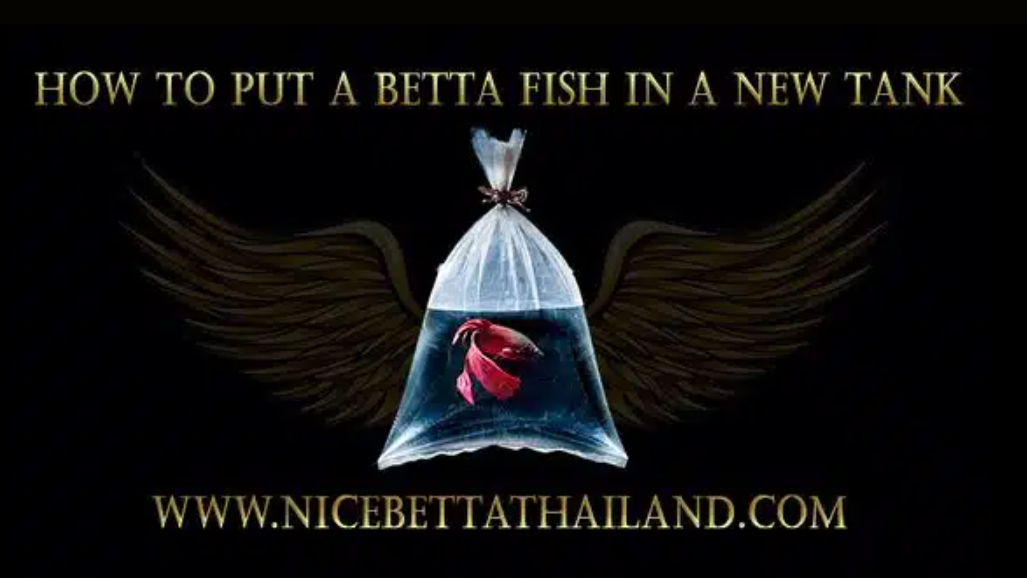 How To Put A Betta Fish In A New Tank - Nice Betta Thailand - Medium