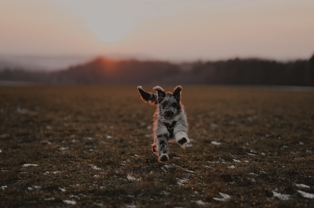 Your Furry Companion Awaits: Aussiedoodle and Bernedoodle Breeder in