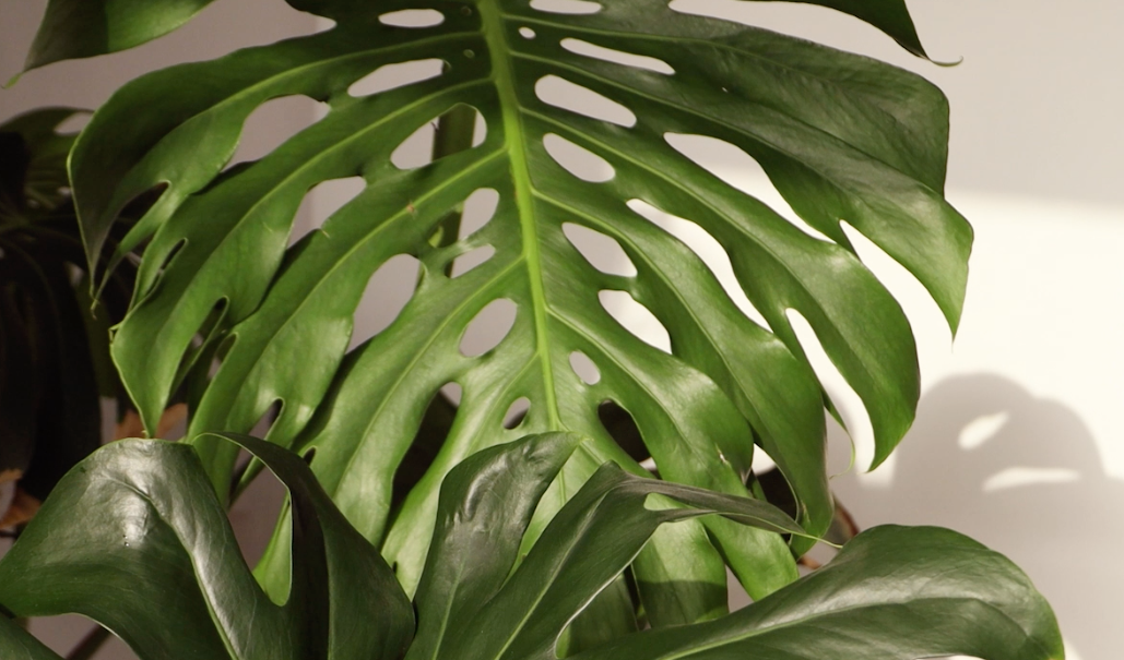 Monstera cedenoi (Araceae: Monsteroideae), a new glaucous species with pinkish spathes endemic to…