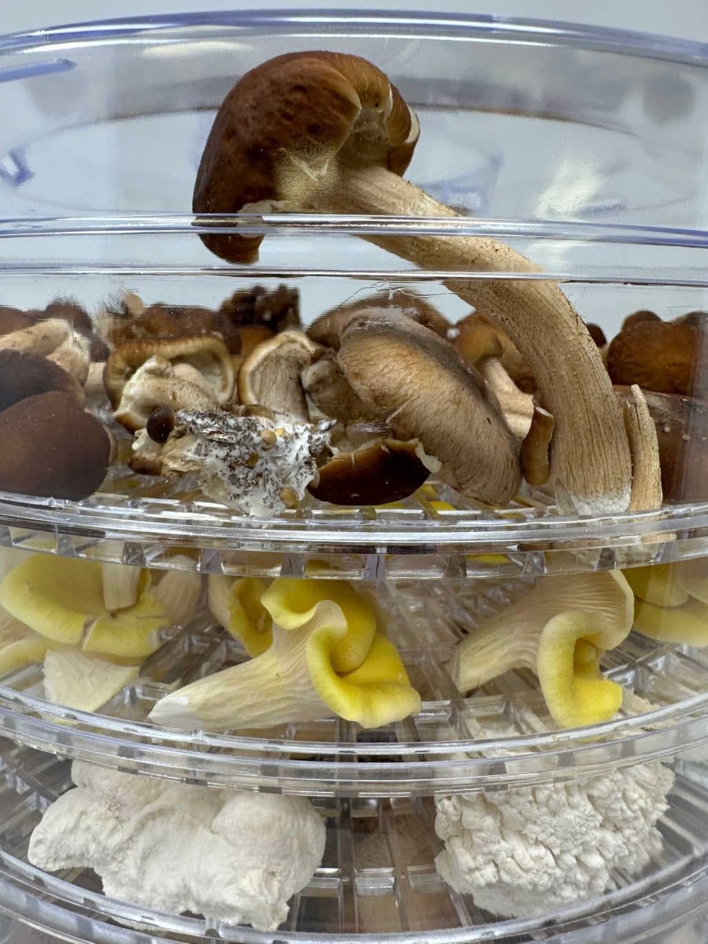 Best Dehydrator for Mushrooms. If you are looking for the best… by