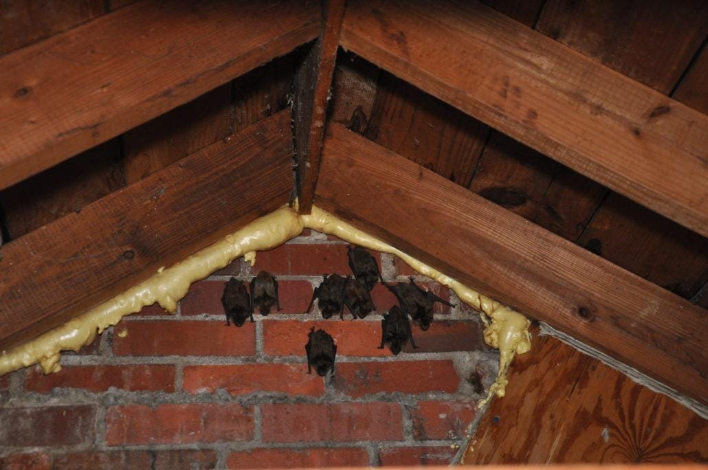 Bat Control and Removal How Can You Get Bats Out of Your House? by