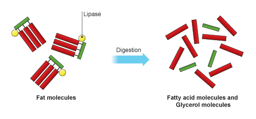 Chemical transformation of fats and break down | by giorgio angioni | Medium