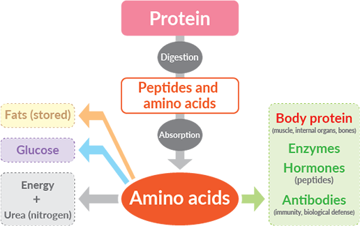 What Does Nitrogen Do for Your Body: Essential Benefits