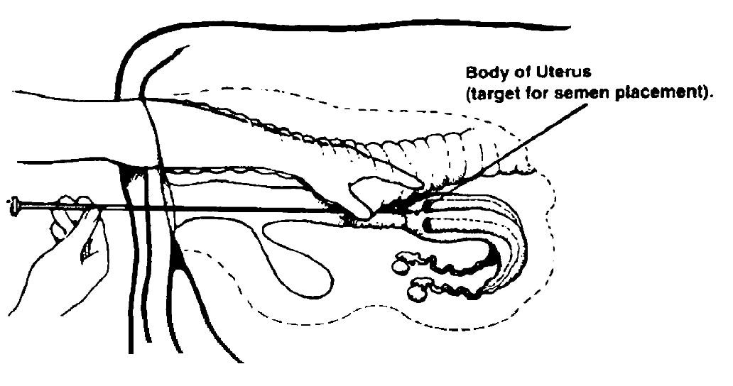 Artificial Insemination of Cattle | by Nileshbhai solanki | Medium