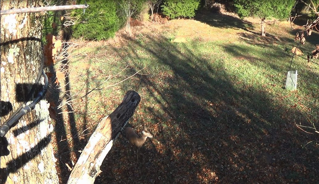 Best Bow Hunting Food Plots 3 Food Plots That Bring Deer in Close