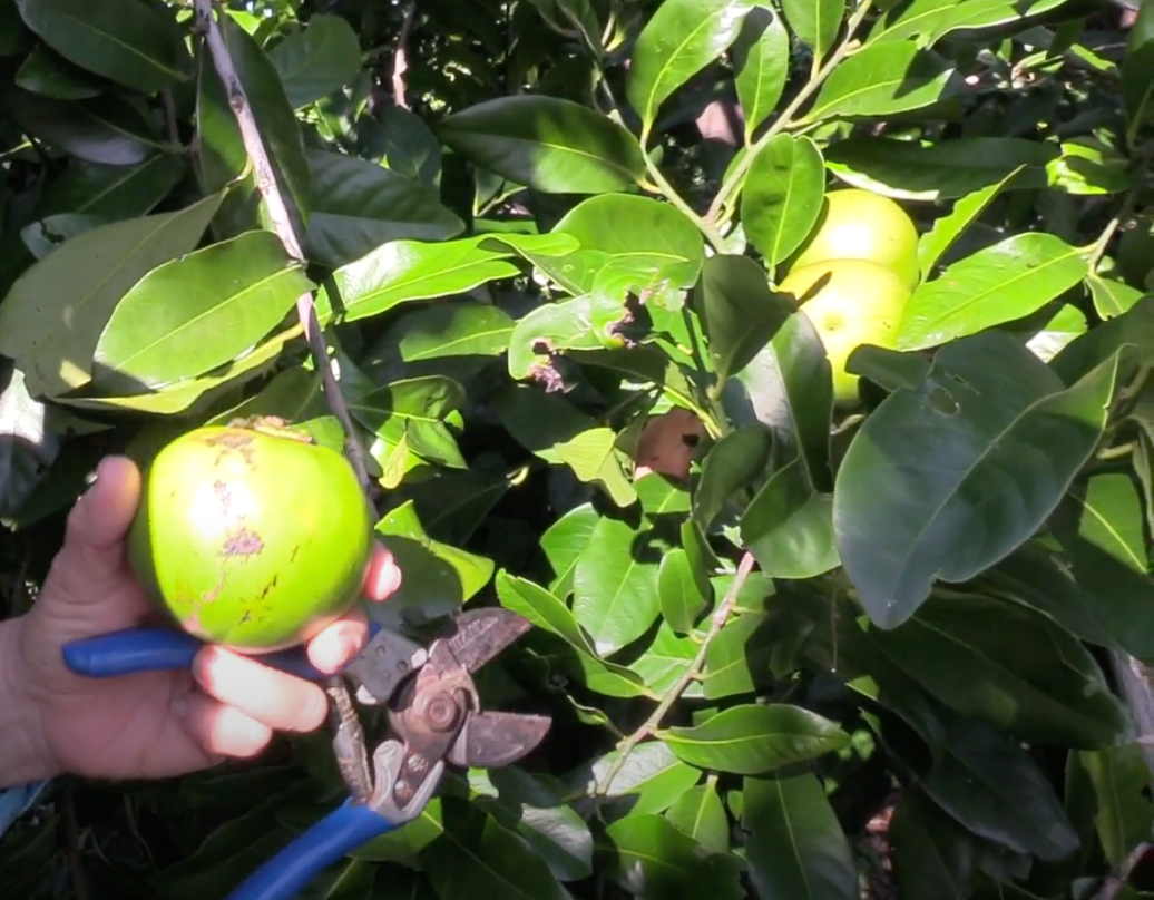 When To Harvest Sapote. When to Harvest Sapote A Comprehensive… by
