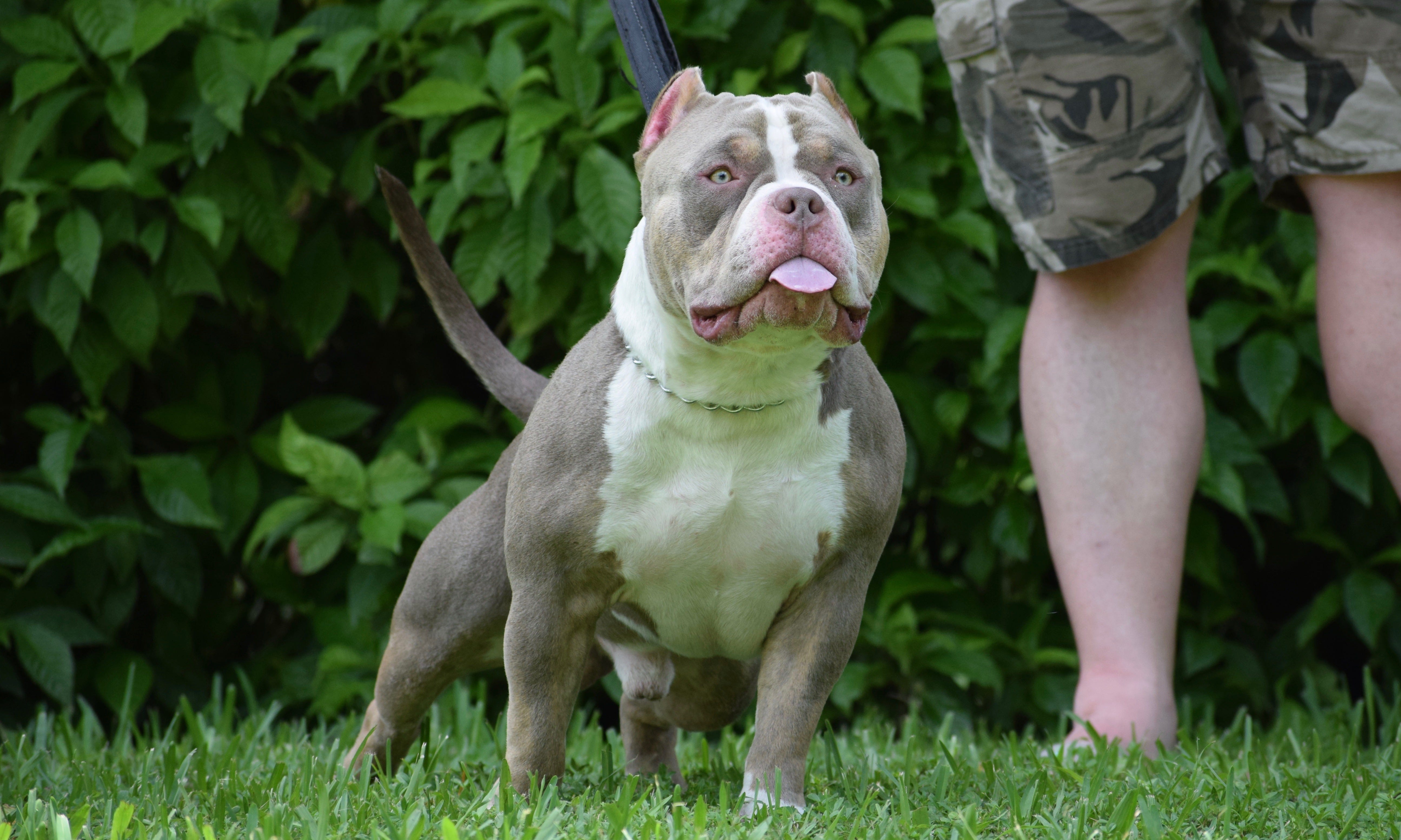 THE LILAC TRI COLORED AMERICAN BULLY