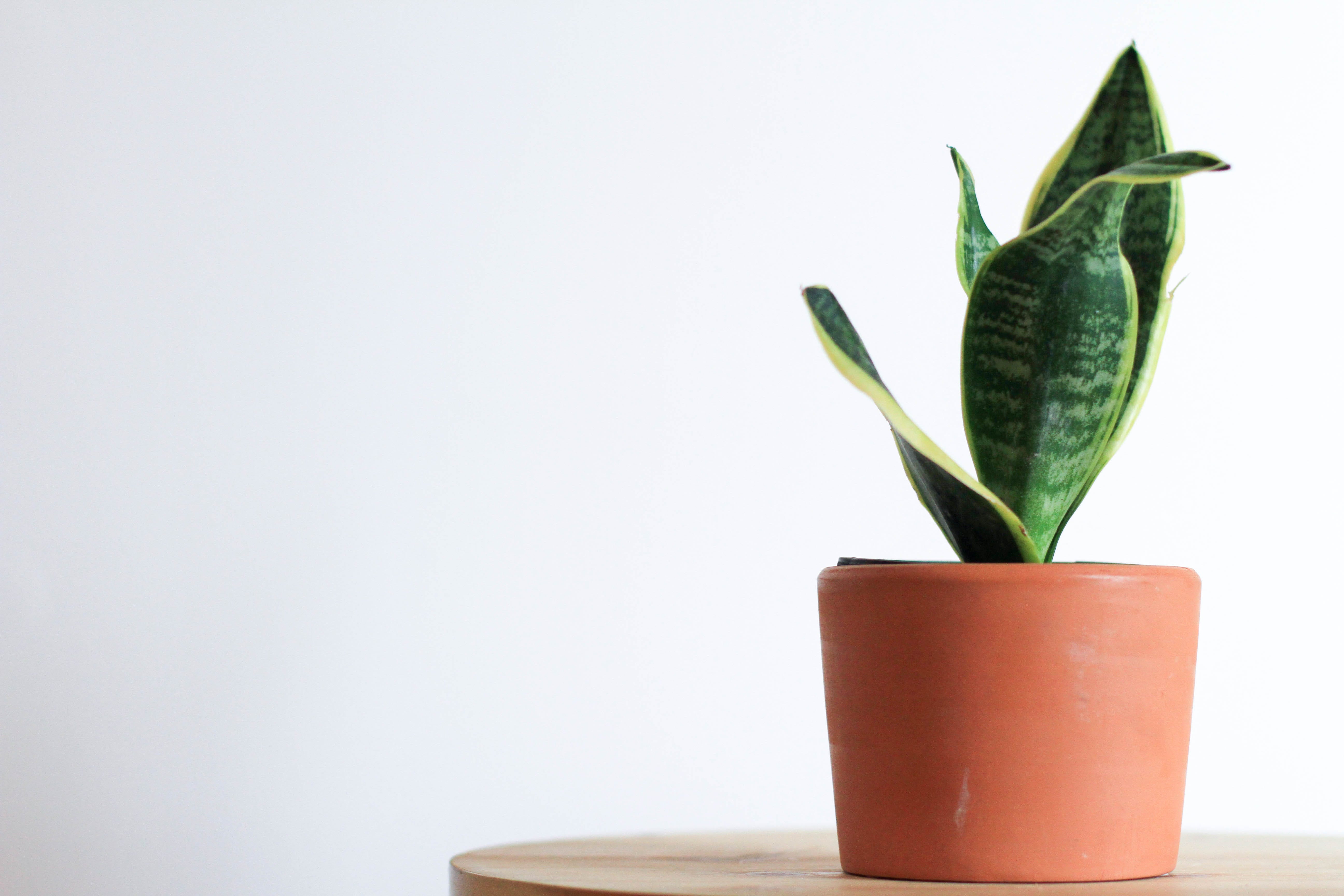 aglaonema butterfly plant Aglaonema Combo 499 Rotundum Vein, Butterfly, Pink Valentine small pla –  vridhigarden