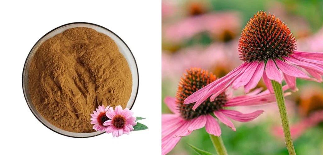 How Does Echinacea Extract Help The Immune System? by JOYWIN Natural