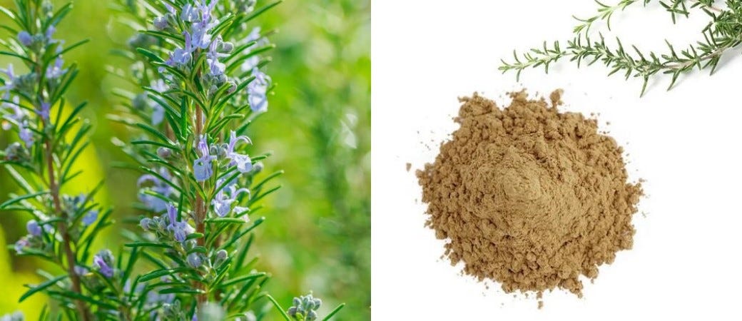 What Is Rosmarinic Acid Powder Used For？ by JOYWIN Natural Products