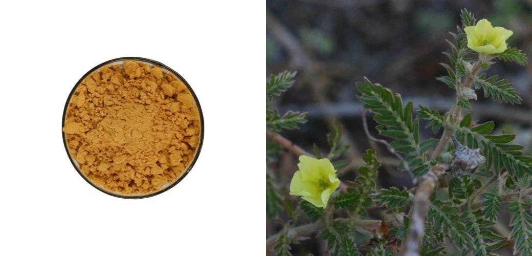 Tribulus Terrestris VS Ashwagandha by JOYWIN Natural Products Medium