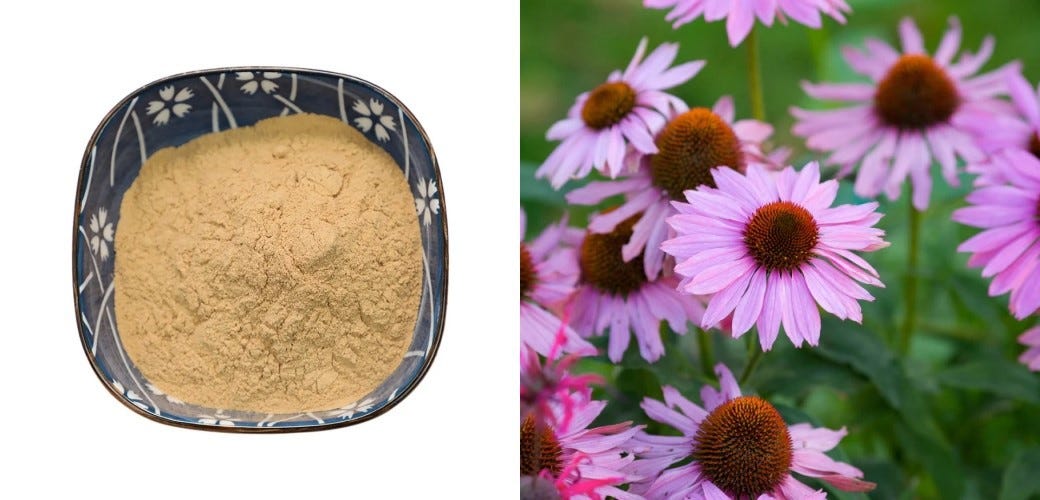 Is Echinacea Powder Safe For Kidney Disease？ by JOYWIN Natural