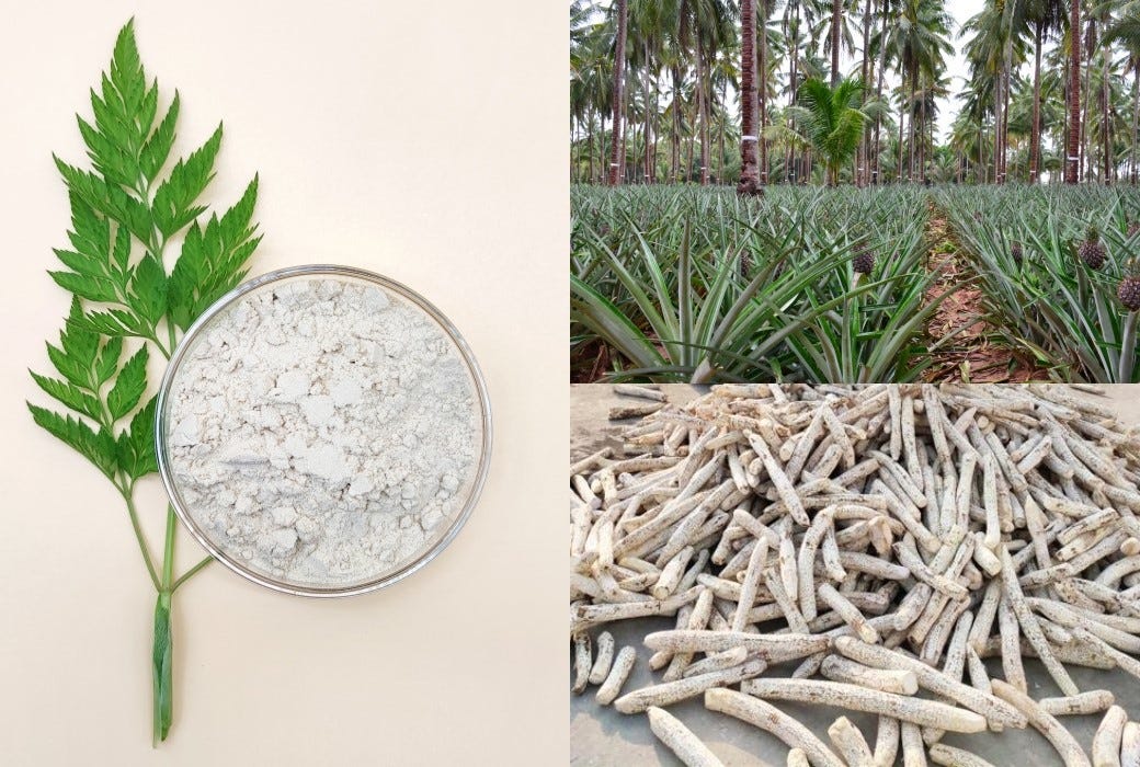 Stem bromelain VS Fruit bromelain by JOYWIN Natural Products Medium