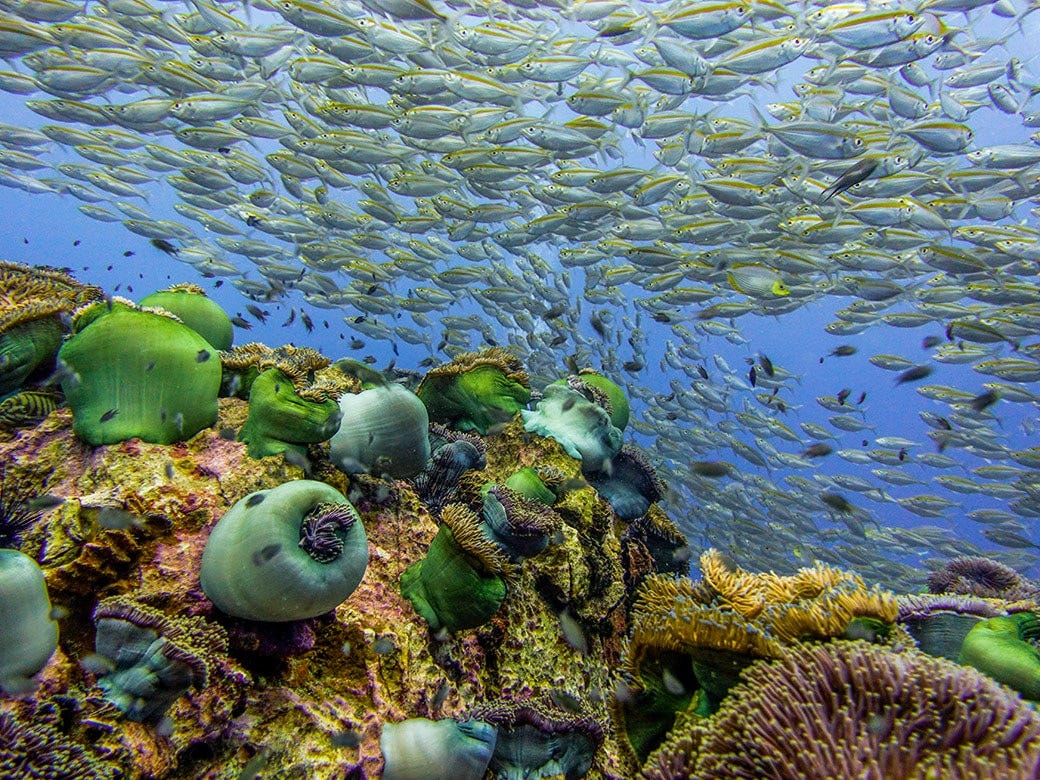 Regrowing Thailand’s Coral Reefs. Conservationists in Thailand may have… by Culture Trip The