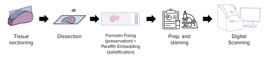 How histology images are made - histology images are created via a complex process starting from tissue biopsy (often performed during cancer diagnosis), and ending with digitization via a pathology slide scanner. A few images were taken from here.
