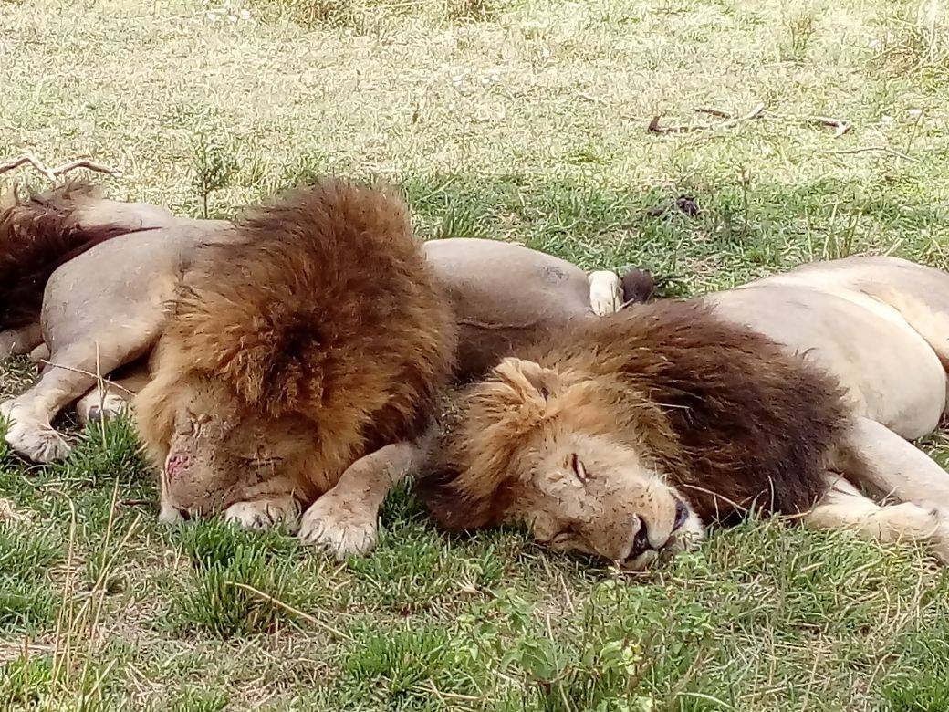 4 Days Serengeti, Ngorongoro, Tarangire Safari Planning A Tanzanian ...