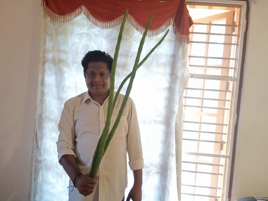 93 cm long — Moringa stick (Drumstick) — From Bangalore - Gijo Vijayan ...