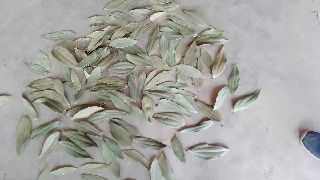 Bay Leaf Exporter from India to USA
Bay Leaf Exporter from India to USA | Premium Indian Bay Leaves…