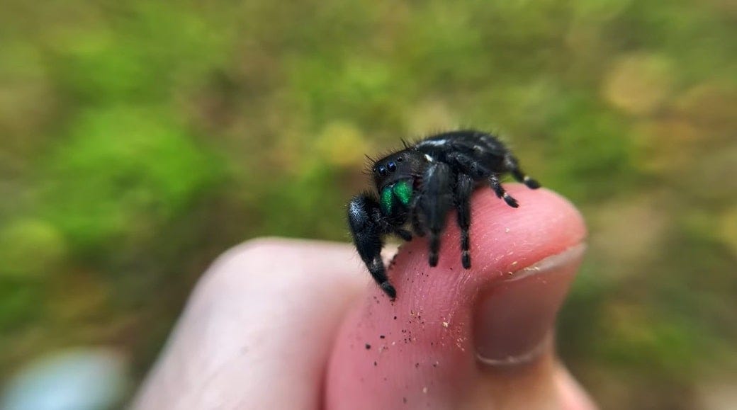 Click to Leap: The Fascinating World of the Jumping Spider Pet