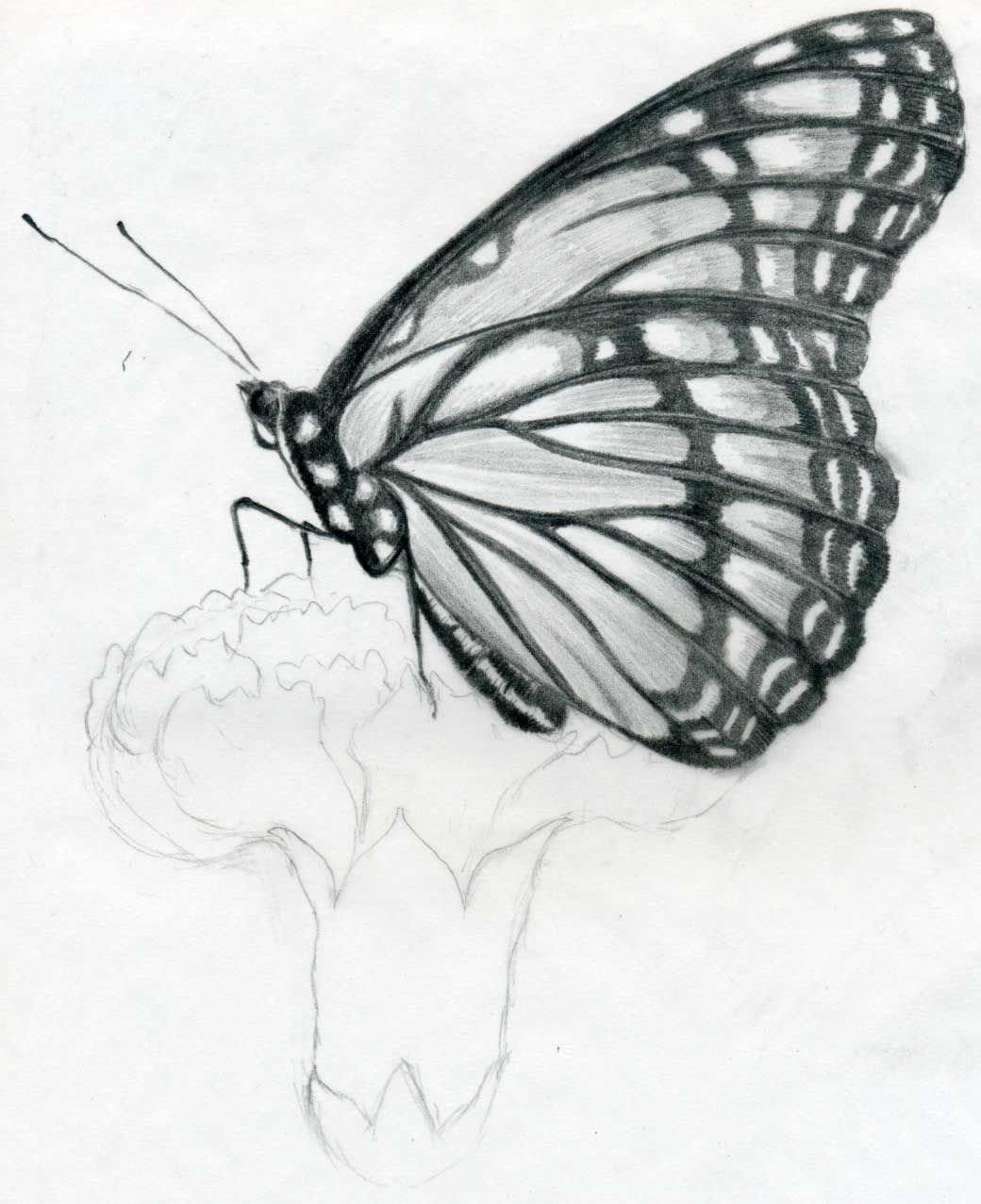 Learn To Draw Butterfly Drawing For Kids | by Drawing For Kids | Medium