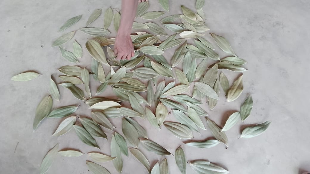 Bay Leaf Seller in India | Welcome to Nik Enterprise