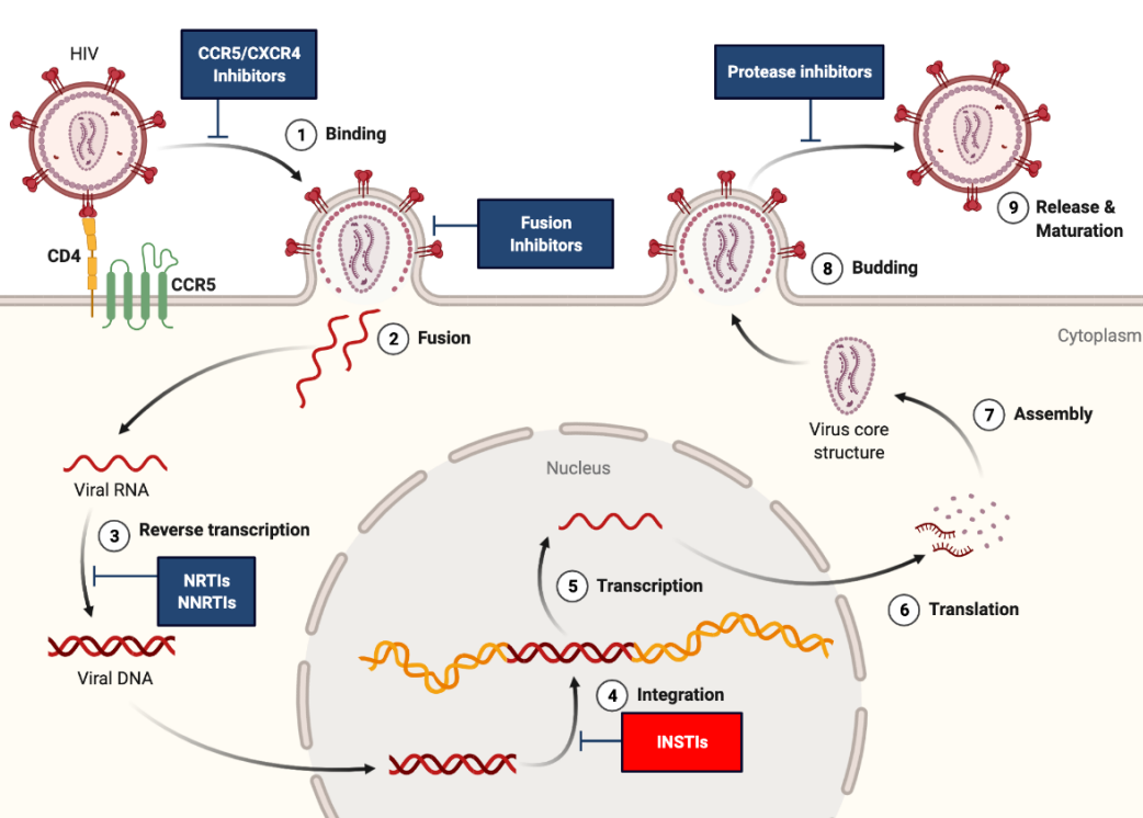 Cabotegravir, A Paradigm Shifting HIV Drug | by Fynn Comerford | Medium