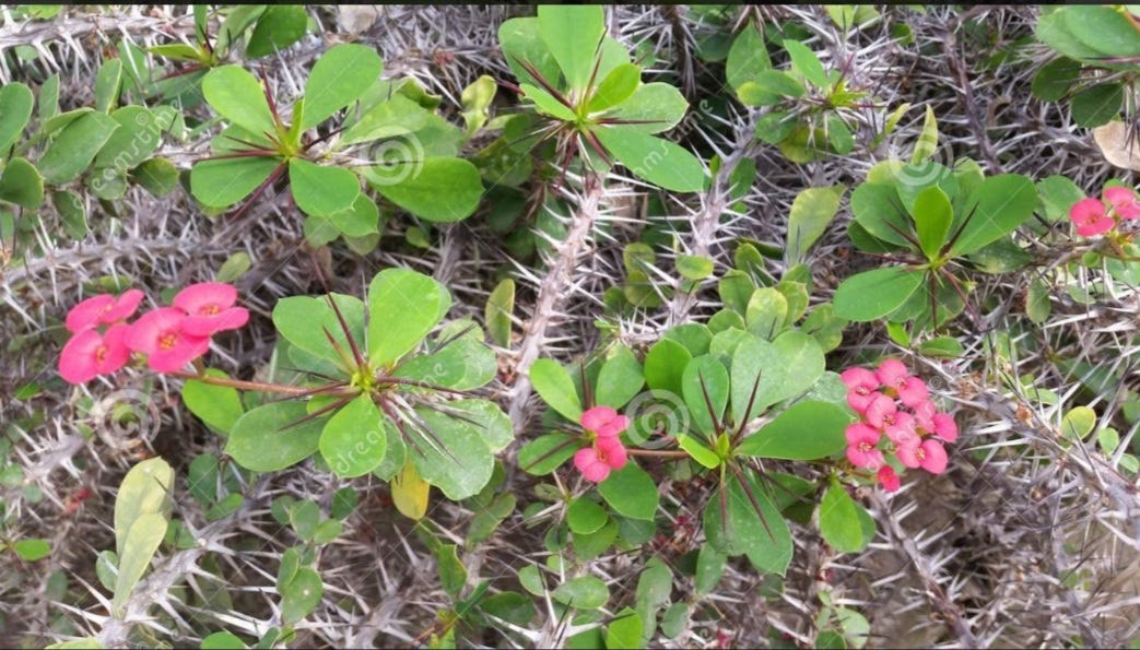 🦠WILDFLOWERS🦠…….. Brutal behaviours of the people around me have