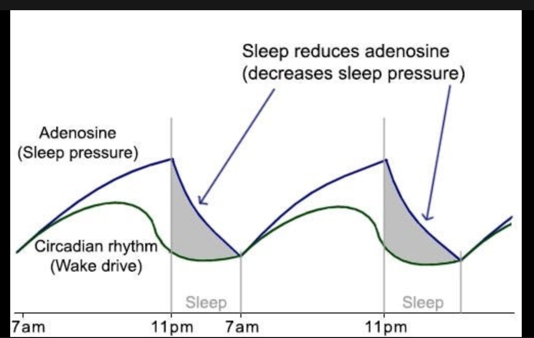 Cracking the Sleep Code: Science and Tips | by Mahesh Chitragar | Medium