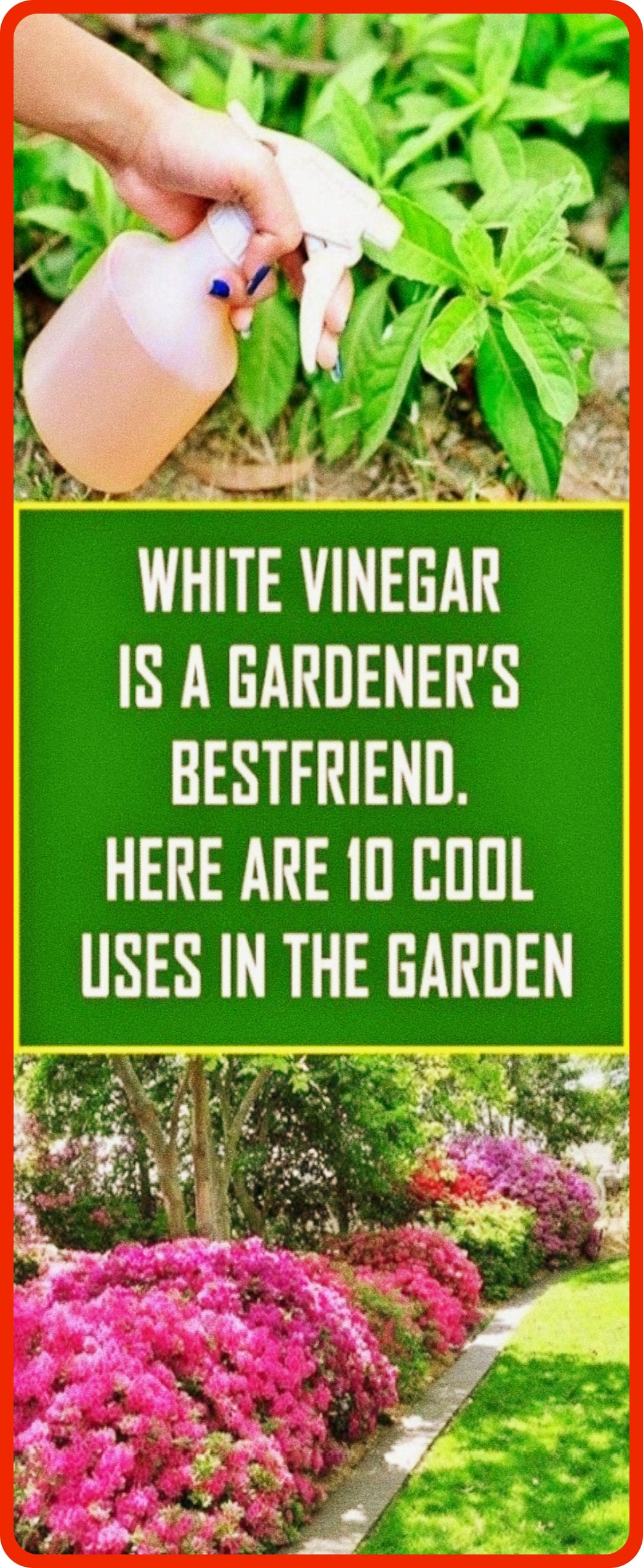 White Vinegar Is A Gardener s Bestfriend Here Are 10 Cool Uses In The white-vinegar-is-a-gardener-s-bestfriend-here-are-10-cool-uses-in-the