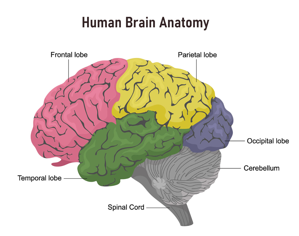 Your Brain and Hypnosis (and why hypnotherapy can be the key to unlocking your magic…) by