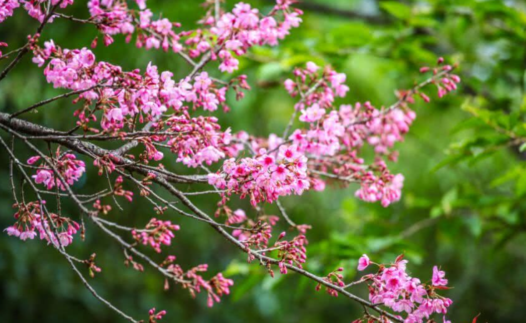 How to Choose the Best Sweet Smelling Trees For Your Garden? by