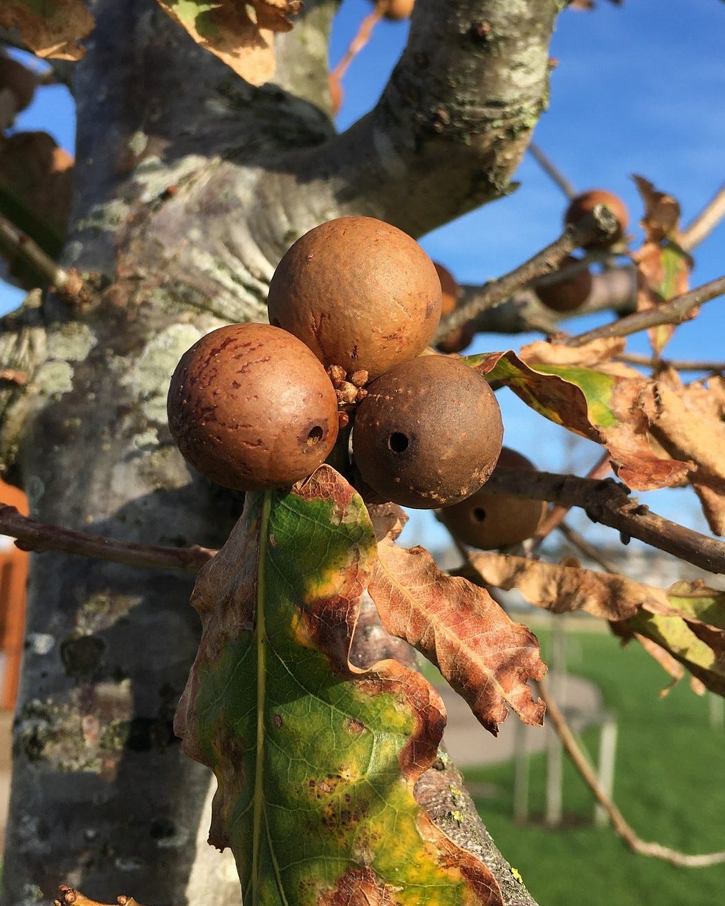 How to Make Oak Gall Ink. A DIY Adventure by Annie Trevaskis The