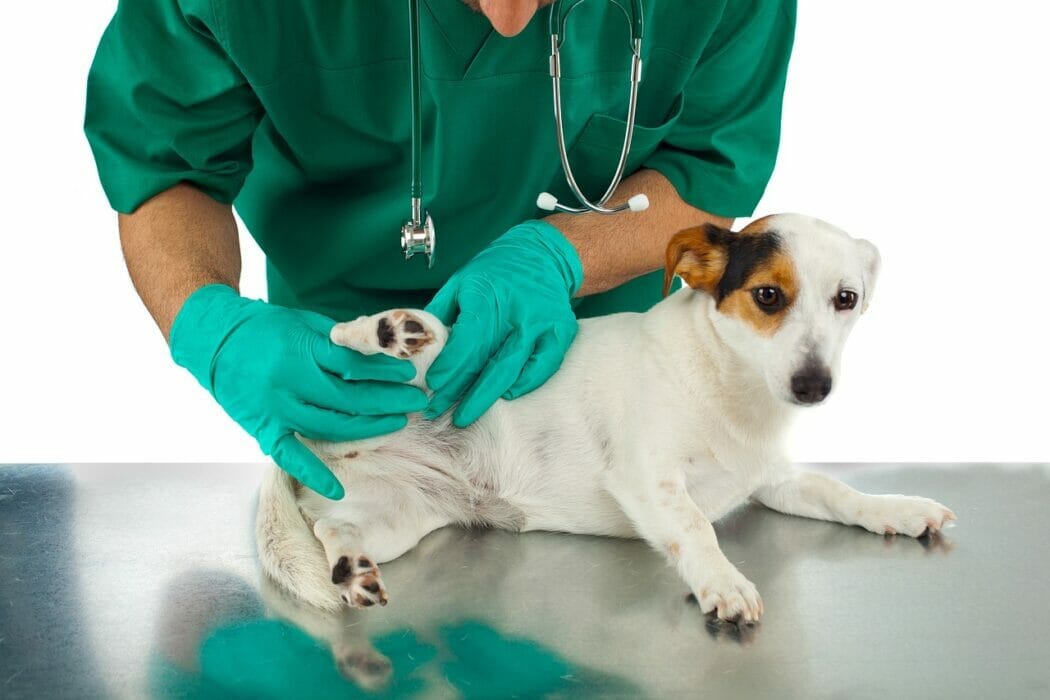 Flea Prevention Effective Shots by Flea Treatment May, 2023 Medium
