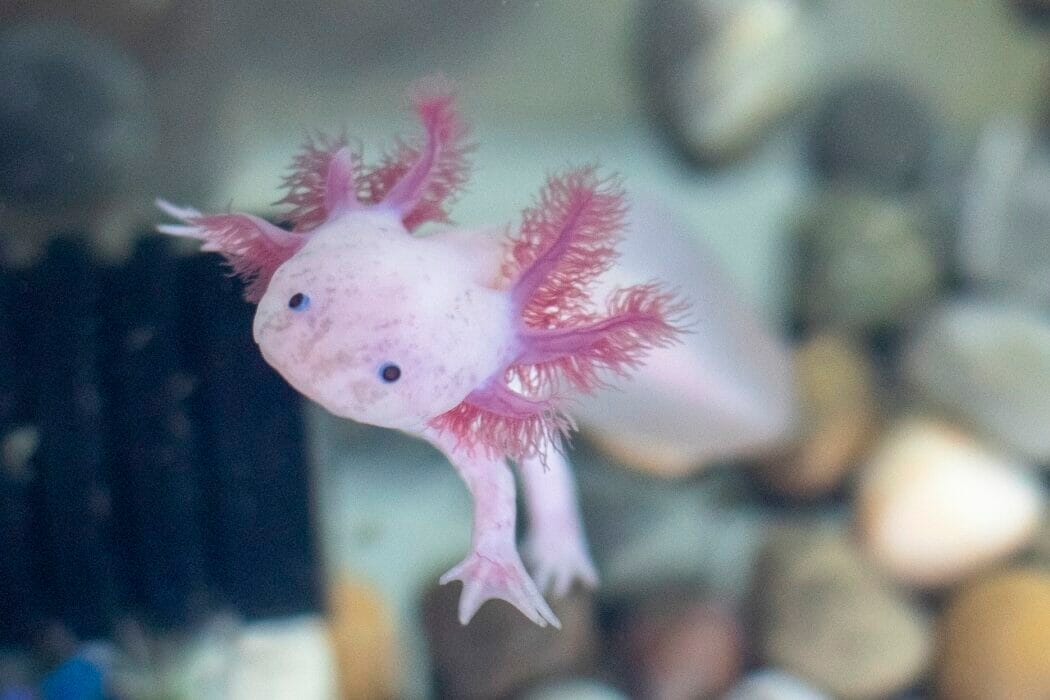 Revolutionize Printing with Axolotl 3D
