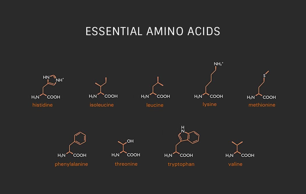 Essential Amino Acids and They’re Not Just For Bodybuilders | by Aimie