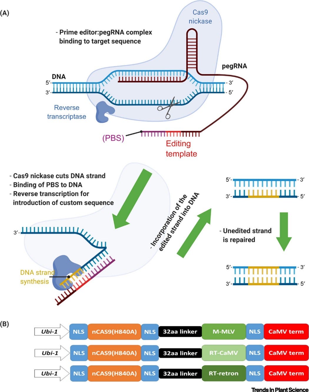Prime Editing. What is Prime Editing? by Adam Medium