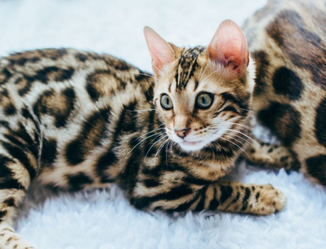 Do Bengal Cats Cuddle? by Maine Coon Cats Medium