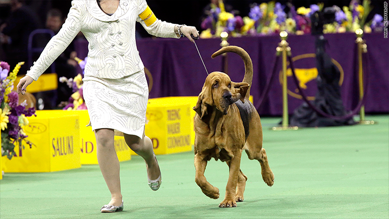 They’re Wearing What? Dog Show Handlers Edition
