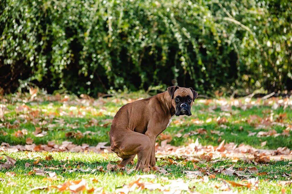 How Long Can Dogs Go Without Pooping