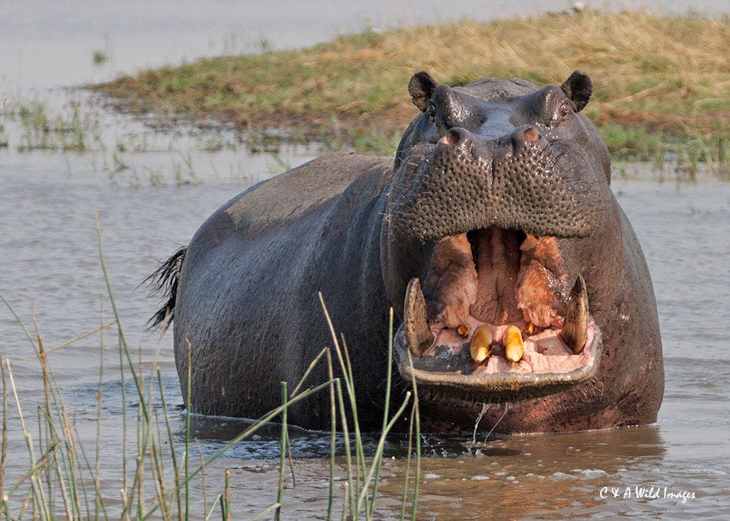 Photo: Alan De Witt. “Enough is enough!”