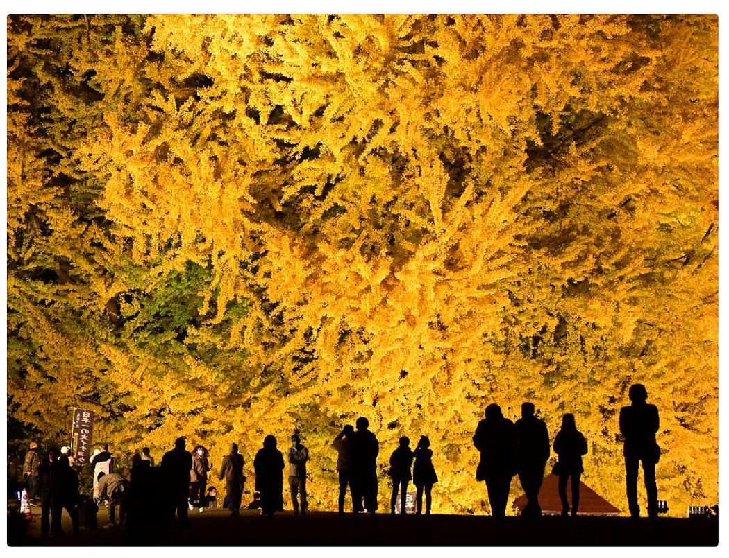 The story of Ginkgo Biloba should be a great lesson of why not to fall in despair during this challenging time 18